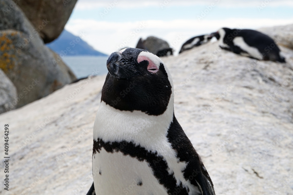 Obraz premium penguin south africa boulders beach
