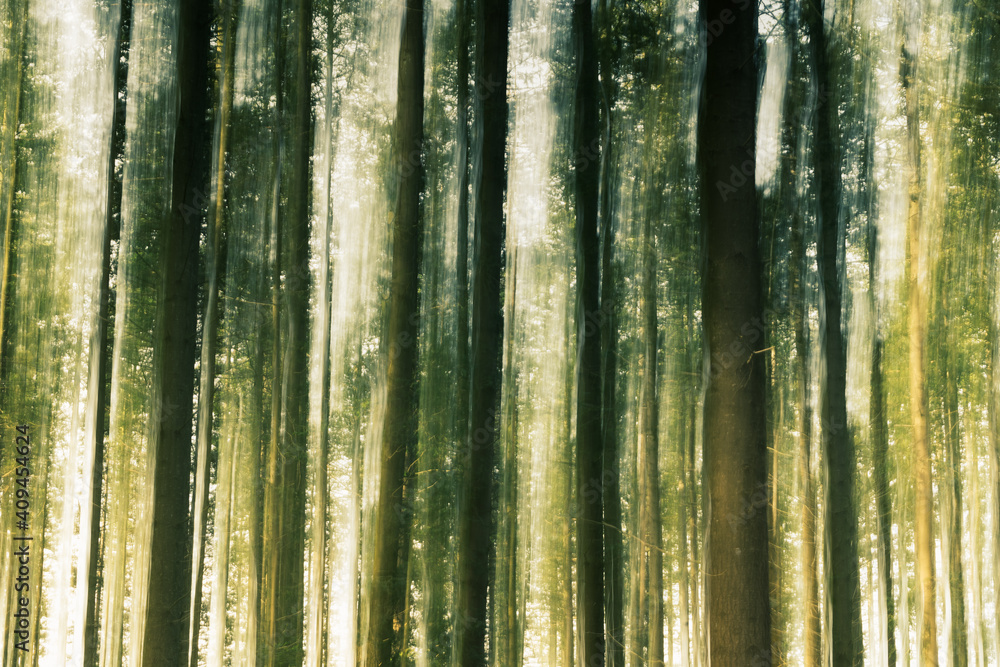 Fototapeta premium Blurred dreamy tree trunks in a motion blur in the forest