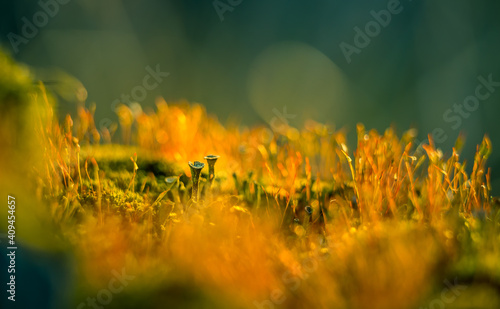 Beautiful closeup of small lichen growing on the forest froor in spring. Natural scenery with shallow depth of field. Woodlands in Northern Europe. photo