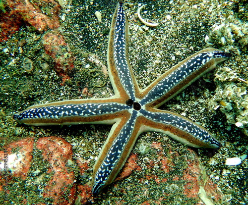 Costa Rica pacific sea life underwater