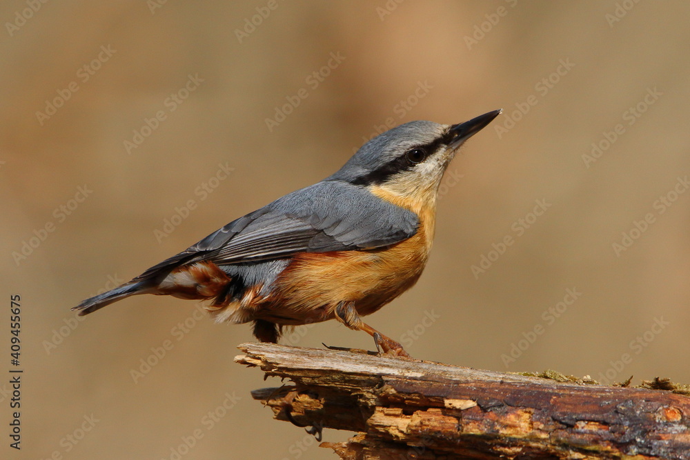 A Nuthatch perched on a log. A Nuthatch perched on a log.