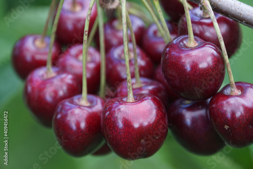 Cherrys