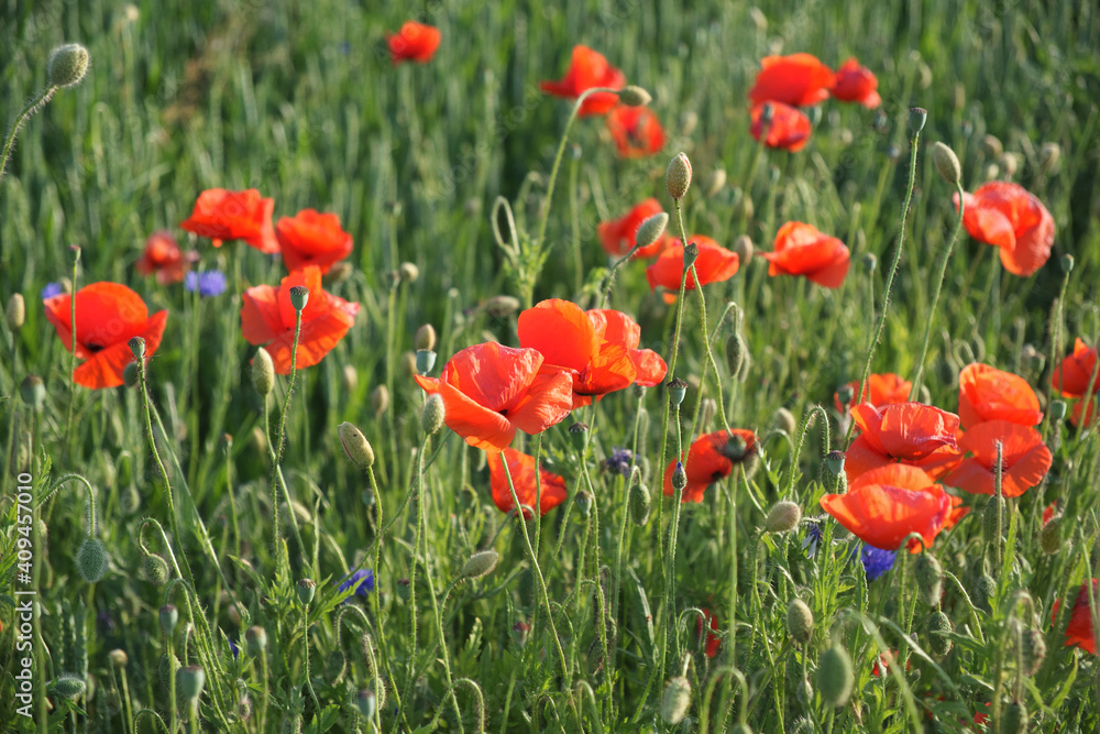 Obraz premium Red poppy among the field grasses in summer. Beautiful wildflowers. Untouched nature.