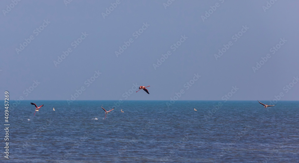 Flamingos flying on the sea