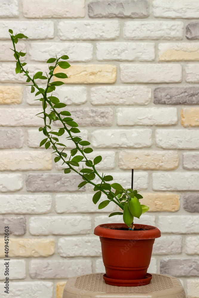 Small indoor citrus plant with ripening green finger-shaped fruit in orange pot against decorative brick wall background. Close-up. Home citrus tree growing. Decorative house herb Small indoor citrus plant with ripening green finger-shaped fruit in orange pot against decorative brick wall background. Close-up. Home citrus tree growing. Decorative house herb