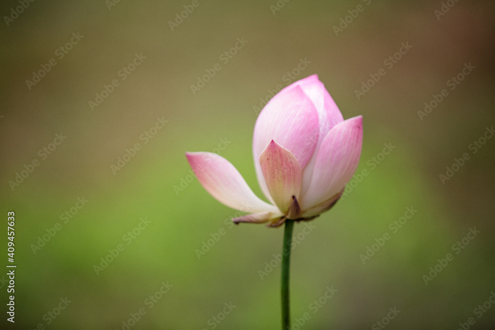 pink lotus flower. green blurred background pink lotus flower. green blurred background