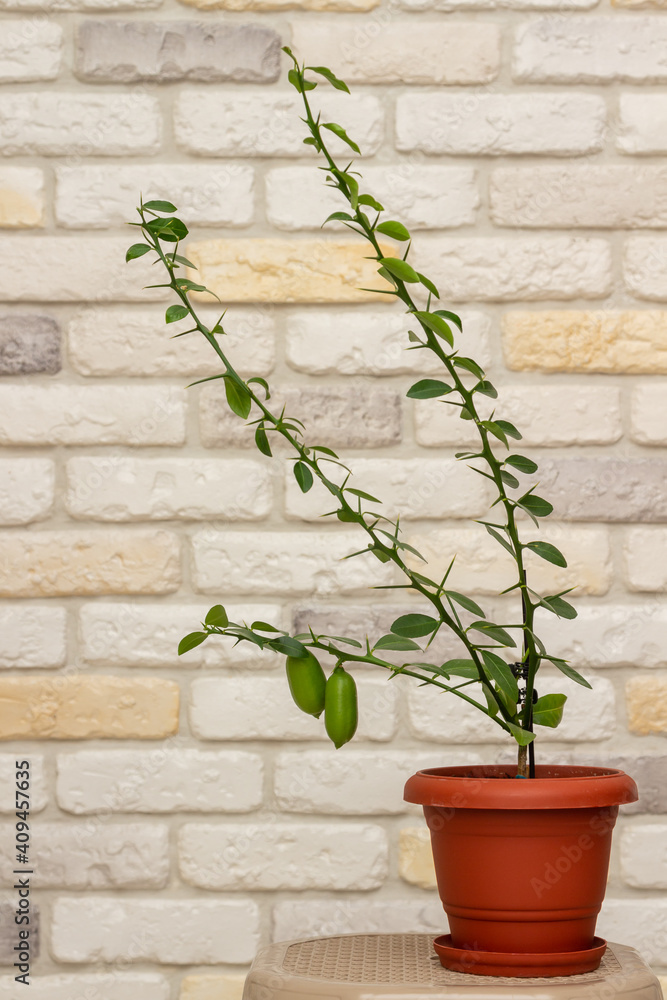Young plant Faustrimedin, Microcitronella, hybrid between Microcitrus and Calamondin in a orange pot with unripe green fruits against decorative brick wall background. Indoor citrus tree growing