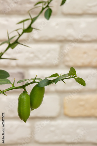 Beautiful scenery, a sprig of citrus plants Microcitrus, the Australian finger lime, with ripening green finger-shaped fruit and green leaves. Close-up, selective focus. Indoor citrus tree growing photo