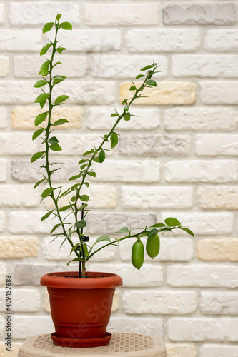 Small indoor citrus plant with ripening green finger-shaped fruit in orange pot against decorative brick wall background. Close-up. Home citrus tree growing. Decorative house herb