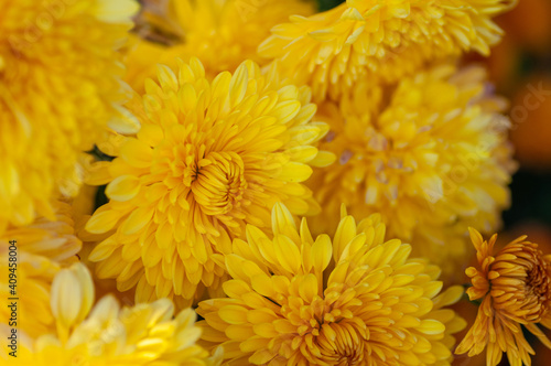 Close up of yellow dahlia flowers in the garden