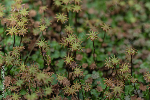 Marchantia polymorpha, Brunnenlebermoos, Sporogone, Hepaticopsida, Lebermoos, Bryophyta, Moospflanze