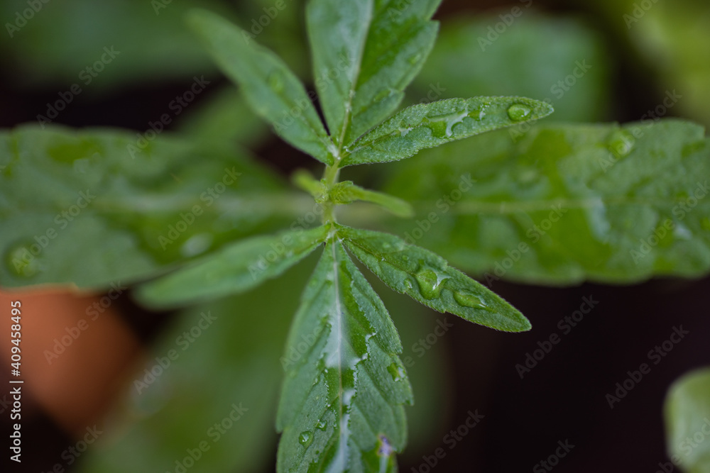 Marijuana plants in herb concept.