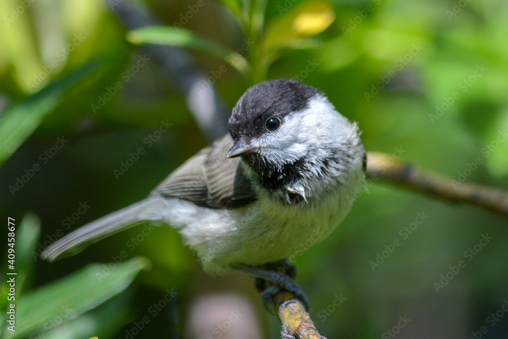 Naklejka premium Chickadee (parus montanus) perching on a branch.
