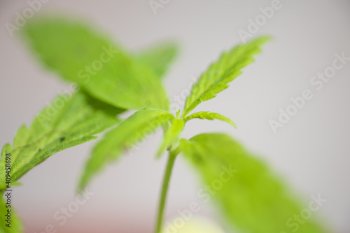 Marijuana plants in herb concept.