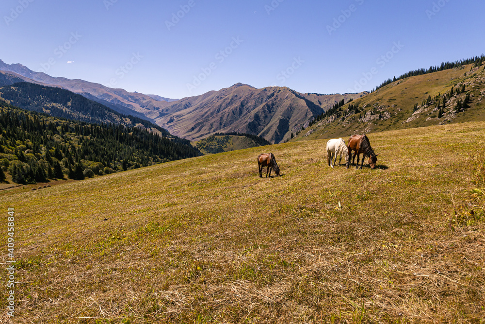 Horses grazing on a meadow in the mountains of Kazakhstan