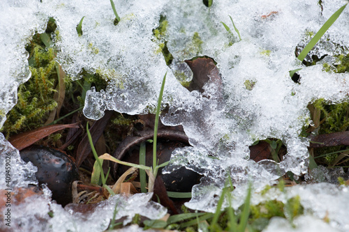 Fotografie Green grass and moss under thawing snow and ice in a winter garden