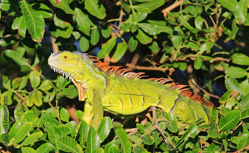The green iguana has invaded South Florida  a non-native species  and are causing a lot of damage to the environment.