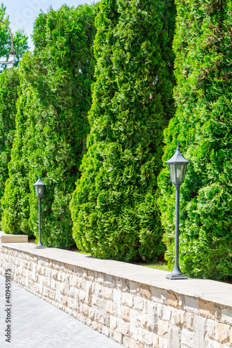 Thuja hedge in landscape design. Evergreen coniferous plant photo