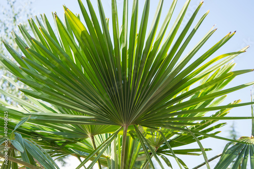 Sabal minor, known as dwarf palmetto,beautiful leaf of a palm, green background, saw palmetto against blue sky, beauty in nature
