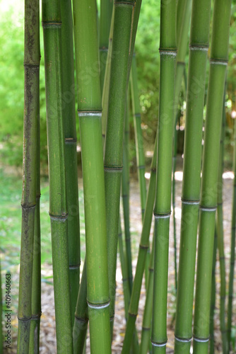 Fototapeta Naklejka Na Ścianę i Meble -  Bambous verts