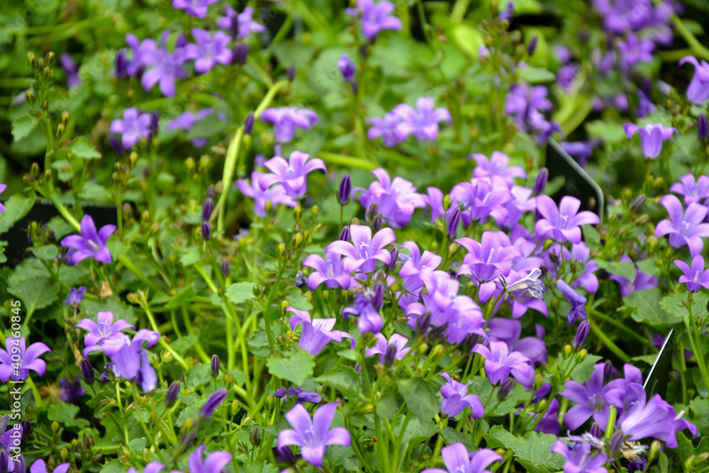 Campanula bellflowers. Purple bellflowers. Campanula violet blossom. Beautiful fresh flowers. Summer nature. Garden, park or wild nature plant. Campanula bellflowers. Purple bellflowers. Campanula violet blossom. Beautiful fresh flowers. Summer nature. Garden, park or wild nature plant.