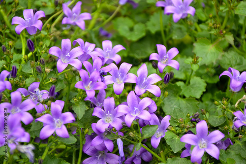 Campanula bellflowers. Purple bellflowers. Campanula violet blossom. Beautiful fresh flowers. Summer nature. Garden, park or wild nature plant.