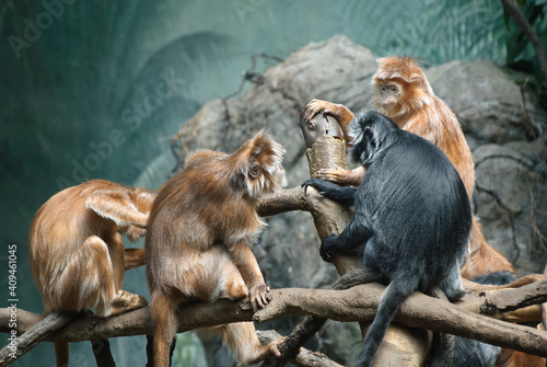 Monkies grooming themselves