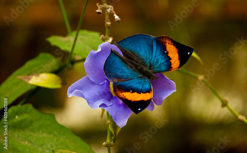 butterfly on flower