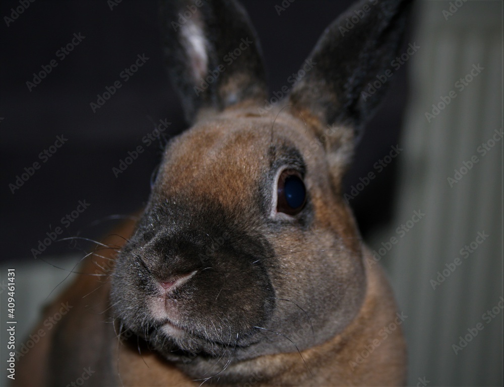 Rabbit face close up. Mini-rex