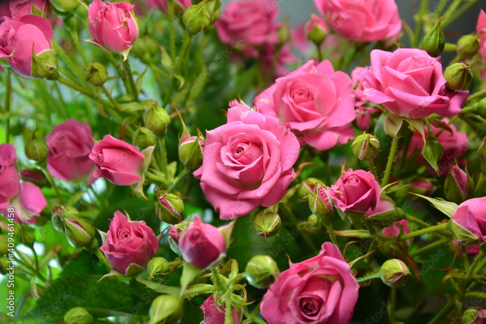 Pink roses. Beautiful fresh flowers. Small roses bouquet. Flowers background.