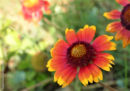 Yellow summer flower in the garden