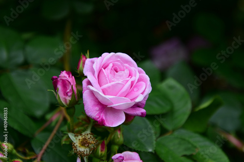 Eine pinke Rose in voller Bl  te - A pink rose in full bloom