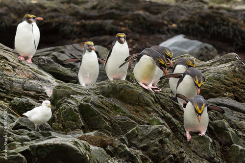 Macaroni penguin  Eudyptes chrysolophus  on the coast of South Georgia island