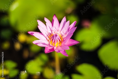 Pink lotus water lily in the pond. Sunny day
