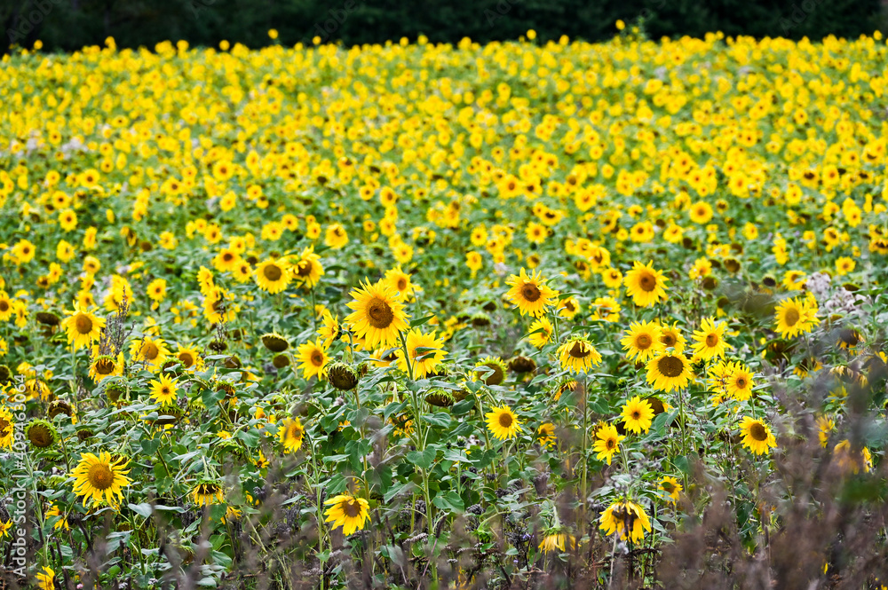 Obraz premium Large field of sunflowers in the summer