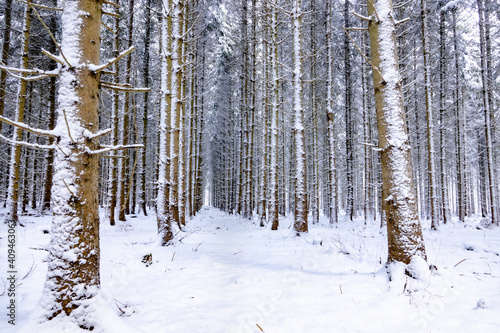 Tunneleffekt im schneebedeckten Winterwald