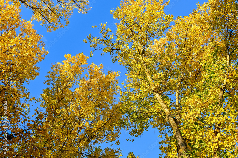 Colourful autumn leaves on trees with blue sky Colourful autumn leaves on trees with blue sky
