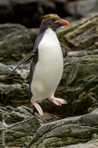 Macaroni penguin (Eudyptes chrysolophus) on the coast of South Georgia island