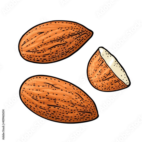 Two whole almonds nuts without shell. Vector color vintage engraving