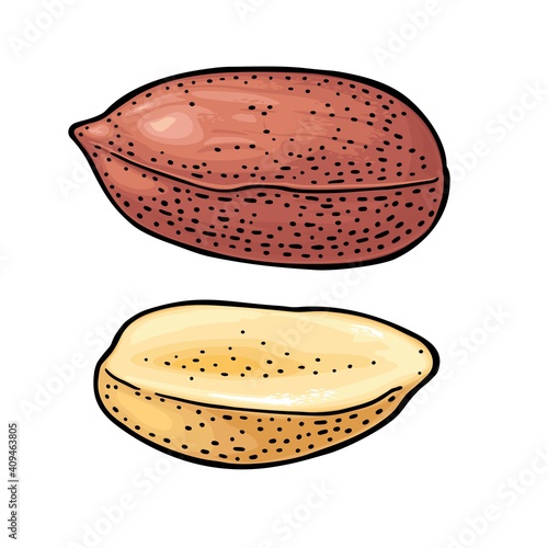 Whole and half peanut seed. Vector engraving color vintage illustration.
