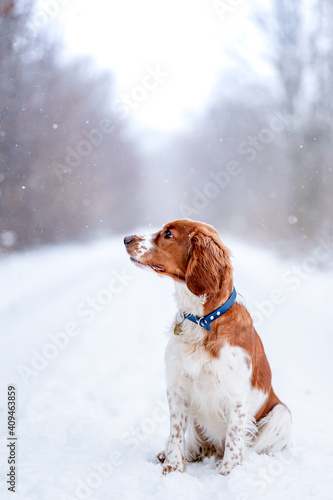 Adorable welsh springer spaniel dog breed in snowy forest in winter.