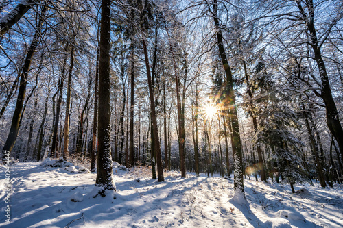 Sun rays coming through the snowy trees in a forest