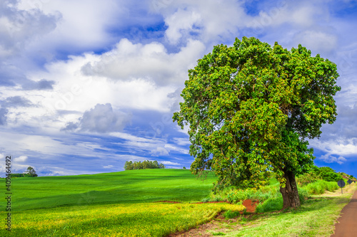 tree. preservation of nature and environment