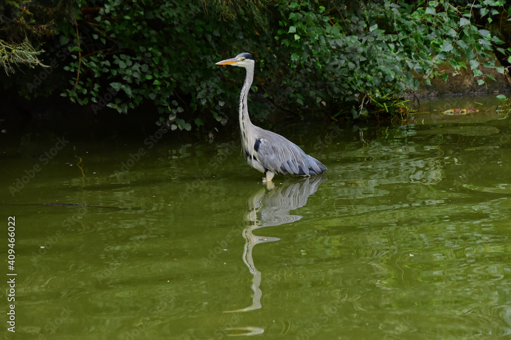 Vögel - Ein Graureiher (Ardea cinerea), auch Fischreiher genannt in einem Teich Vögel - Ein Graureiher (Ardea cinerea), auch Fischreiher genannt in einem Teich