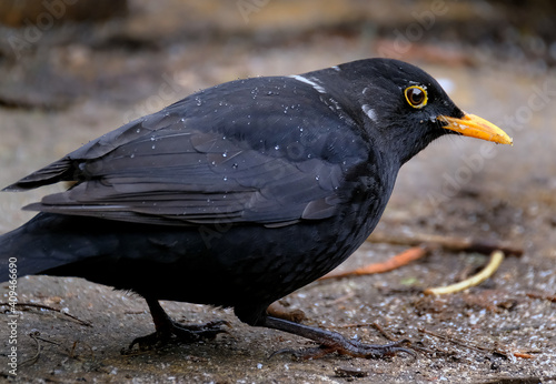 The common blackbird is a species of true thrush. It is also called the Eurasian blackbird, or simply the blackbird. Male.