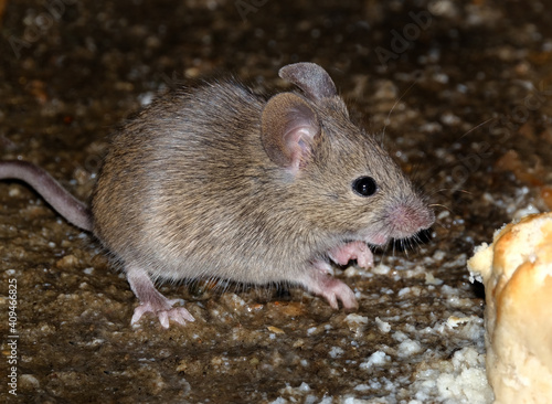 The house mouse is a small mammal of the order Rodentia, characteristically having a pointed snout, large rounded ears, and a long and hairy tail.