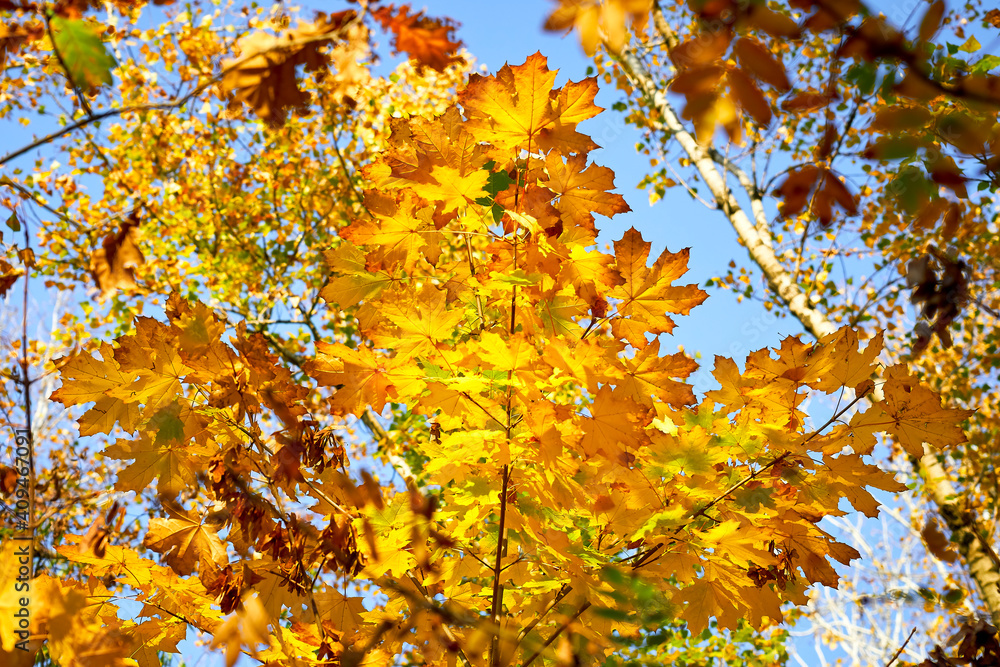 maple leaf, maple leaves, branch, autumn, fall, leaf, leaves, maple, red, yellow, tree, nature, orange, season, foliage, yellow, color, bright, colorful, forest, seasonal, park, green, texture , Brown