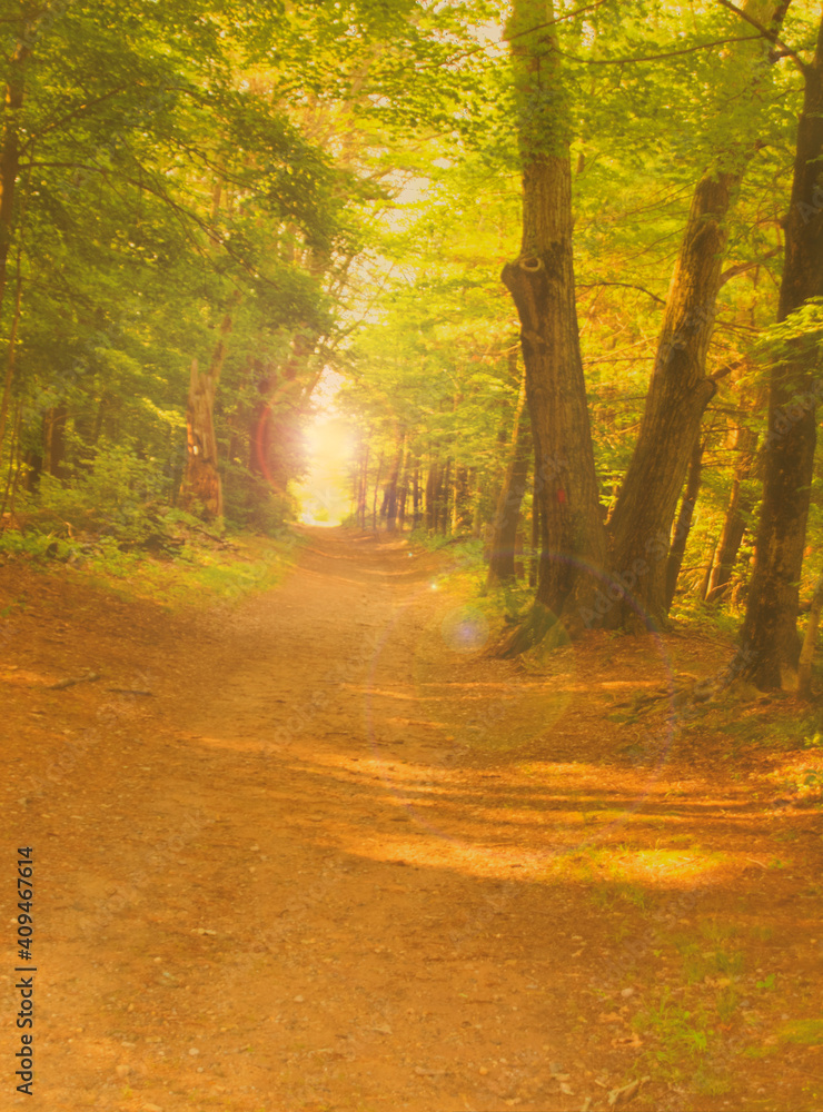 Fototapeta premium autumn forest in the morning