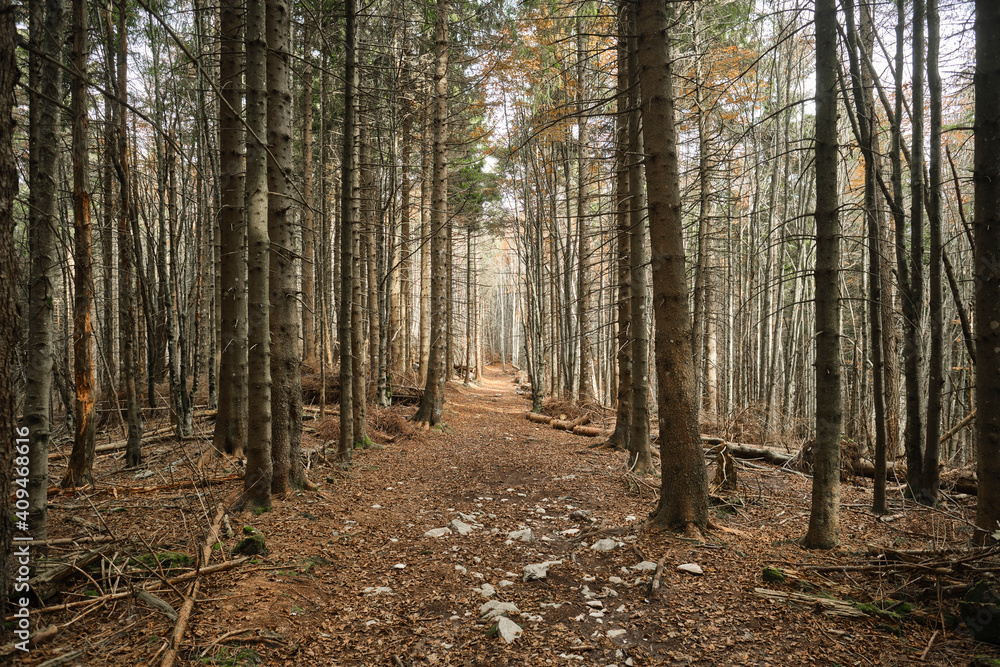 Fototapeta premium Pines forest