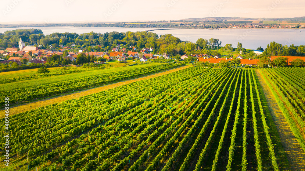 Aerial view to vineyard near Dolni Vestonice. Traditional viticulture from above. Agricultural workers harvest grapes. Production of quality wines in Czech Republic, Central Europe.